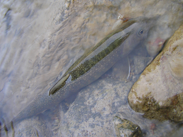 Fly Fishing Favorite bhCtC@򕌂̟̊⋛