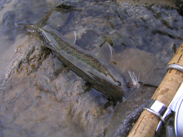 Fly Fishing Favorite bhCtC@򕌂̟̊⋛