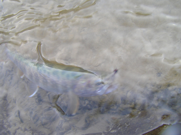 Fly Fishing Favorite bhCtC@򕌂̟̊⋛