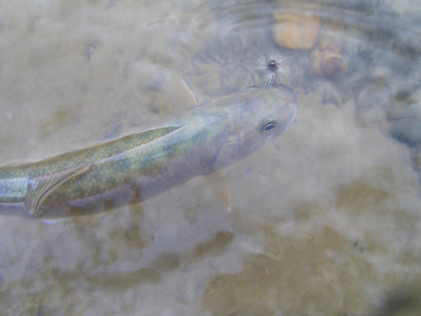 Fly Fishing Favorite bhCtC@򕌂̟̊⋛