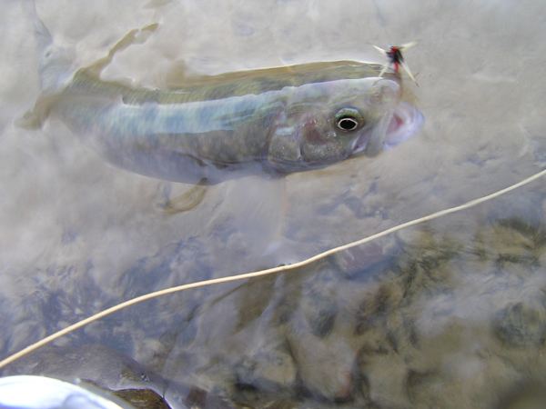 Fly Fishing Favorite bhCtC@򕌂̟̊⋛