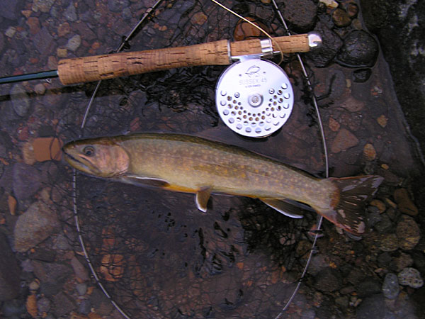 Fly Fishing Favorite bhCtC@򕌂̟̊⋛