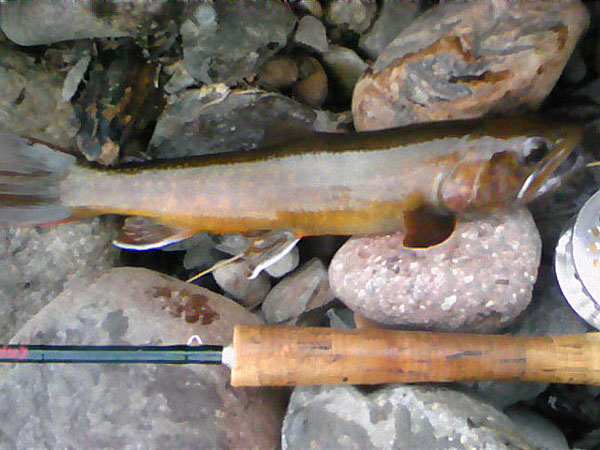 Fly Fishing Favorite bhCtC@򕌂̟̊⋛