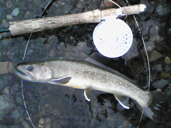 Fly Fishing Favorite bhCtC@򕌂̟̊⋛