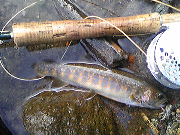 Fly Fishing Favorite bhCtC@򕌂̟̊⋛