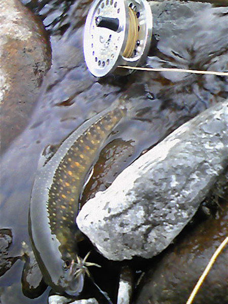 Fly Fishing Favorite bhCtC@򕌂̟̊⋛