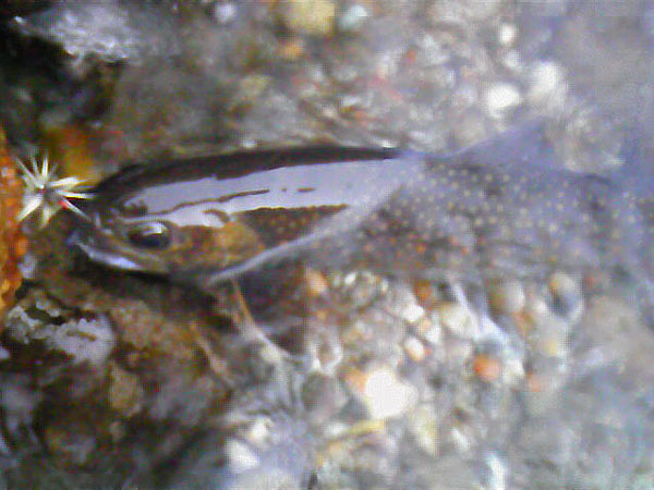 Fly Fishing Favorite bhCtC@򕌂̟̊⋛