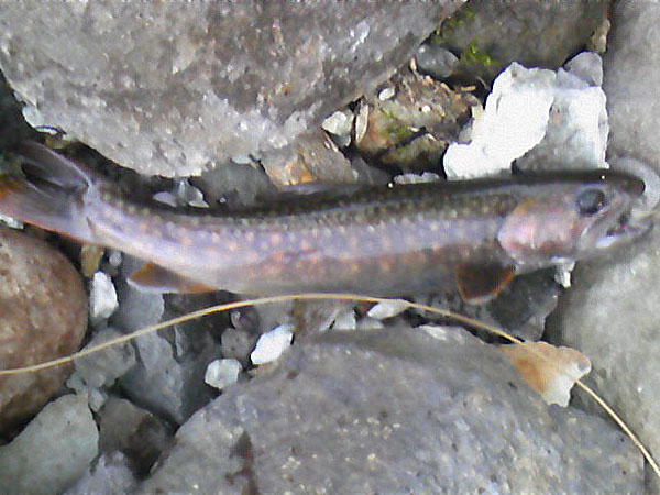 Fly Fishing Favorite bhCtC@򕌂̟̊⋛