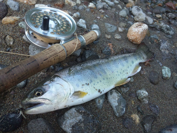 Fly Fishing Favorite bhCtC@򕌂̟̊⋛