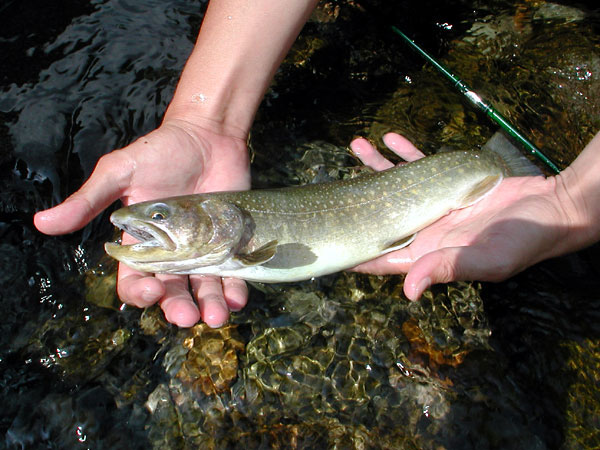 Fly Fishing Favorite bhCtC@򕌂̟̊⋛