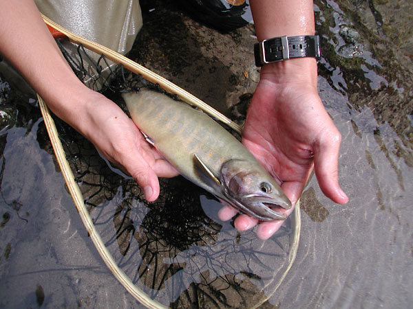 Fly Fishing Favorite bhCtC@򕌂̟̊⋛