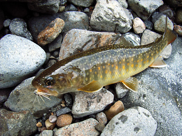 Fly Fishing Favorite bhCtC@򕌂̟̊⋛