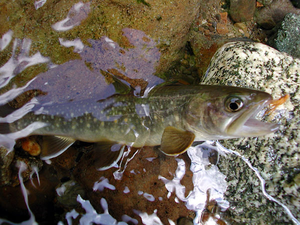 Fly Fishing Favorite bhCtC@򕌂̟̊⋛