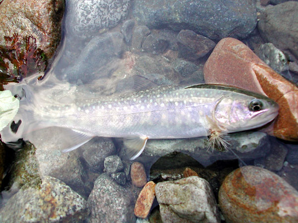 Fly Fishing Favorite bhCtC@򕌂̟̊⋛