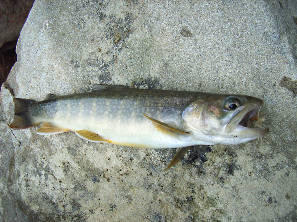 Fly Fishing Favorite bhCtC@򕌂̟̊⋛