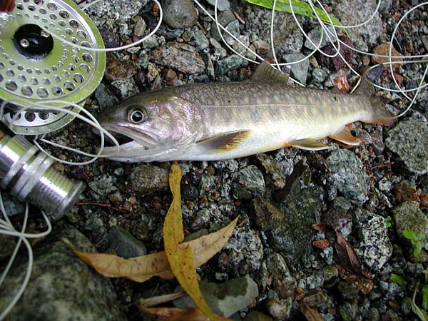 Fly Fishing Favorite bhCtC@򕌂̟̊⋛