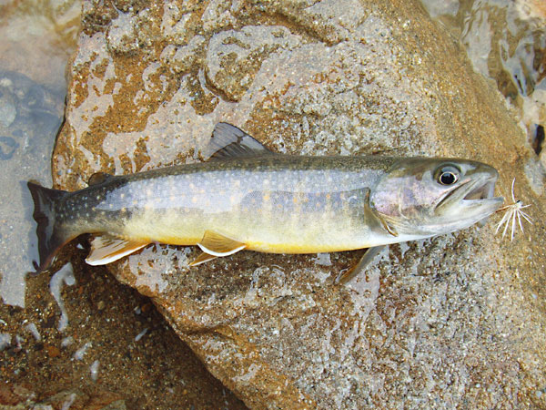 Fly Fishing Favorite bhCtC@򕌂̟̊⋛