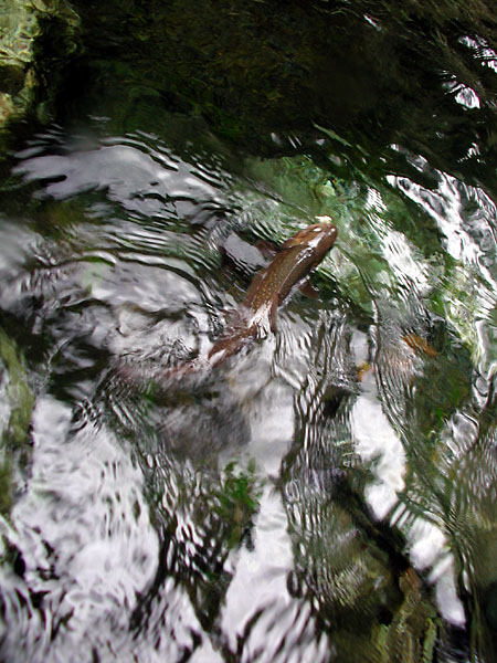 Fly Fishing Favorite bhCtC@򕌂̟̊⋛