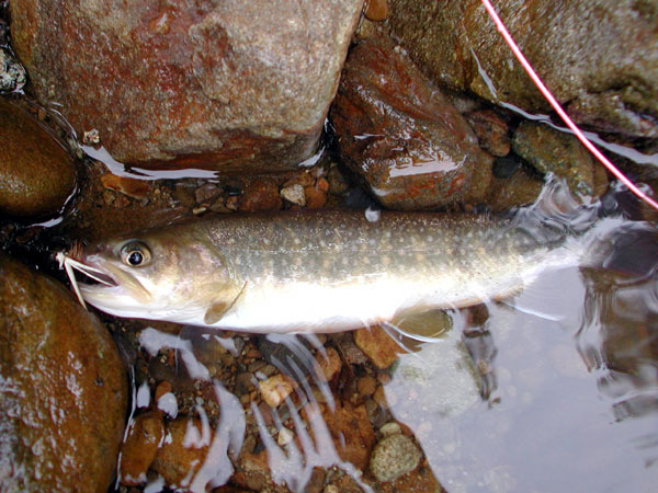 Fly Fishing Favorite bhCtC@򕌂̟̊⋛