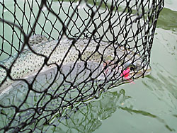 tBbVOX|bgЂ傤@Ђ傤ΒލsL@2013N323-C{[