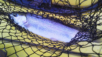 tBbVOX|bgЂ傤@Ђ傤ΒލsL@2013N323