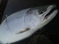 ǃ}X@ǐ@TcL}X@uEj[ǃ}X@A[@ȂƂ炤