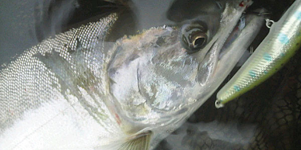 ǐ@TcL}X@iK}X@ǃ}X@A[@ȂƂ炤