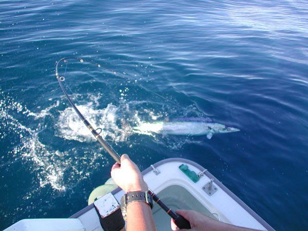 Penn Spinfisher Custom@y@XstBbV[@JX^@݂肵̃y