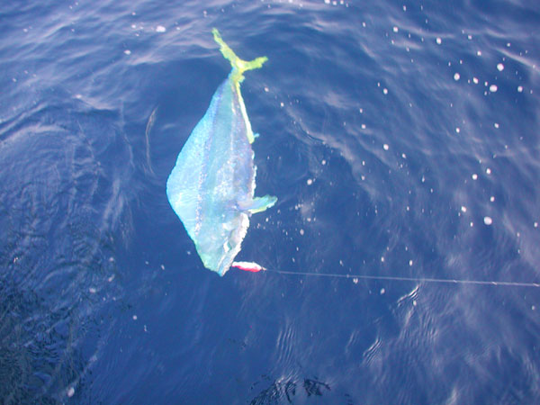 Penn Spinfisher Custom@y@XstBbV[@JX^@݂肵̃y